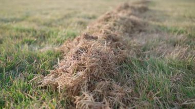 Kıştan sonra çimleri taradıktan sonra çimleri kurut. Baharda çimleri temizliyorum. Yüksek kaliteli FullHD görüntüler