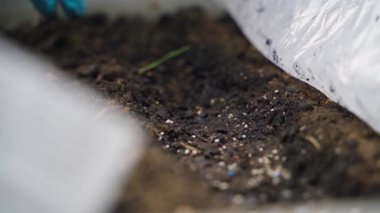 Lastik eldivenli bir kadın bahçe yatağında çalışıyor, yakın plan. - Evet. Yüksek kaliteli FullHD görüntüler