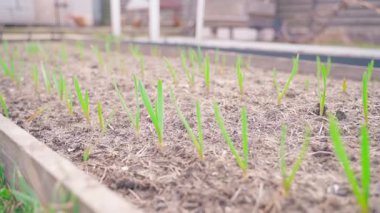 Genç soğan yetiştiren bir bahçe yatağı, yakın plan. Yüksek kaliteli FullHD görüntüler