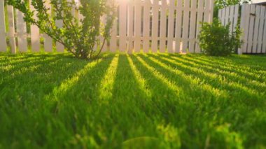 Yeşil çimlerin yakınında güneş ışığına karşı yumuşak kamera hareketi. Yüksek kaliteli FullHD görüntüler