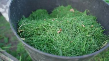 Bir sebze bahçesinin toprağını biçmek için çim biçtikten sonra çimen kullanmak. Yüksek kaliteli FullHD görüntüler