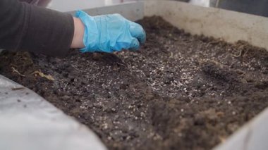 Bir kadın elinde mavi lastik eldivenlerle seradaki bir yatağa tohum yerleştiriyor, yavaş çekimde yakın çekimde. Yüksek kaliteli FullHD görüntüler