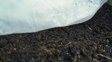 Soğuk bir şakırtı sırasında sebze bahçesini şeffaf bir filmle kaplamak, yakın çekim. Yüksek kaliteli FullHD görüntüler