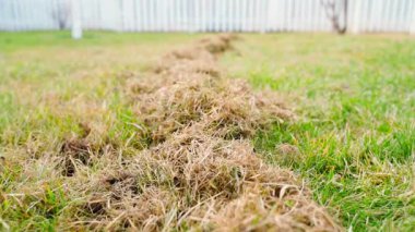 Kış sonrası çimenleri taradıktan sonra eski ölü çimenler, yakın plan. Yüksek kaliteli FullHD görüntüler