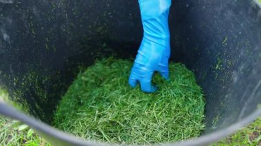 Lastik eldivenli elle çimenlik yapmak için yeşil çimen, yavaş çekim. Yüksek kaliteli FullHD görüntüler