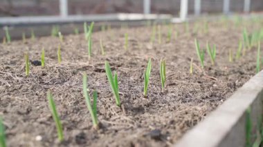Bahçe yatağında genç filizlenmiş sarımsak yakınında düzgün kamera hareketi. Yüksek kaliteli FullHD görüntüler