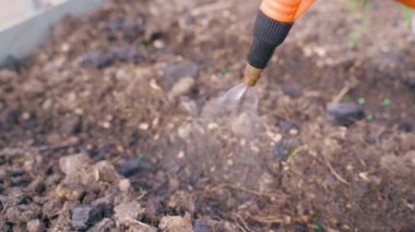 Yatakların toprağını önceden ekilmiş tohumlarla ıslatın. Yüksek kaliteli FullHD görüntüler