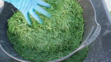 Eldivenli bir kadın, yeşil çim parçalarını yakın plan bir kovaya koyar. - Evet. Yüksek kaliteli FullHD görüntüler