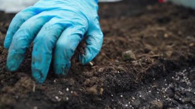 Plastik eldivenli bir el sebze bahçesi yatağıyla ilgileniyor, yakın plan. Yüksek kaliteli FullHD görüntüler