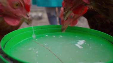 Lohmann kahverengi tavukları yavaş çekimde süt içerler. Yüksek kaliteli FullHD görüntüler