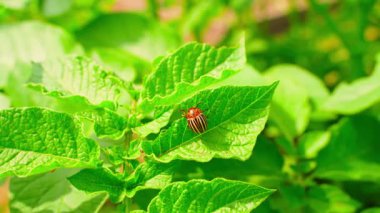 Colorado patates böceği güneşli bir yaz gününde patates yaprağının üzerinde oturuyor. Yüksek kalite 4k görüntü