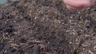 Bir bahçe yatağına tohum ekme süreci, yakın plan. Yüksek kalite 4k görüntü