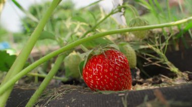 Bir el tarlada kırmızı bir çilek topluyor, yakın plan. Yüksek kalite 4k görüntü