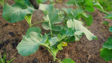 Bir spreyden brokoliyi püskürtmek, yakın çekim. Yüksek kalite 4k görüntü