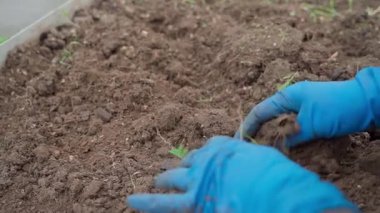 Mavi lastik eldivenli kadın eller sebze bahçesi yatağında çalışıyor, yavaş çekimde. Yüksek kaliteli FullHD görüntüler