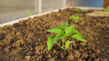 Serada bir yatakta dolmalık biber filizleri, yakın çekim. Yüksek kaliteli FullHD görüntüler