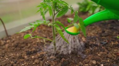 Domates fideleri bir seradaki sulama kutusundan sulanıyor, yavaş çekimde. Yüksek kaliteli FullHD görüntüler