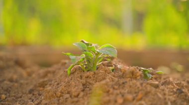 Bahçe yatağında topraktan filizlenen genç bir patatesin yakın çekimi. Yumuşak hareket. Yüksek kaliteli FullHD görüntüler