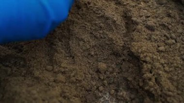 Bahçe yatağındaki toprakla çalışan mavi lastik eldivenli kadın eli, yakın plan. Yüksek kaliteli FullHD görüntüler