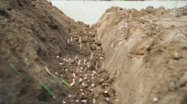 Maden gübresi, bir sebze bahçesinin toprağına dökülüyor. Yakın plan. Yüksek kaliteli FullHD görüntüler