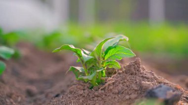 Bahçe yatağında topraktan filizlenen genç bir patatesin yakın çekimi. Yumuşak hareket. Yüksek kaliteli FullHD görüntüler