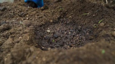 Sebze bahçesi yatağına ekilen patlıcan filizinin yakın çekimi. Mavi lastik eldivenli kadın eller. Yüksek kaliteli FullHD görüntüler