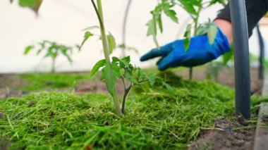 Mavi lastik eldivenli kadın elleri, toprağı domates tohumlarından oluşan bir yatakta yavaş çekimde gübreler. Yeşil çim kesikleriyle toprağı çimdiklemek. Yüksek kaliteli FullHD görüntüler