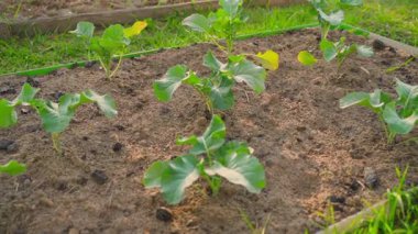 Genç brokoli filizli yatak, düzgün kamera hareketi. Yüksek kaliteli FullHD görüntüler