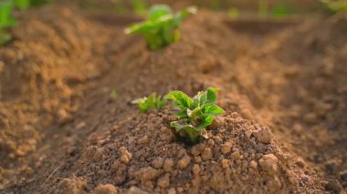Bahçe yatağında topraktan filizlenen genç bir patatesin yakın çekimi. Yumuşak hareket. Yüksek kaliteli FullHD görüntüler