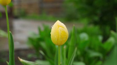 Yağmurdan sonra sarı bir lalenin etrafındaki yumuşak kamera paraşütü. Kapatın. Yüksek kaliteli FullHD görüntüler