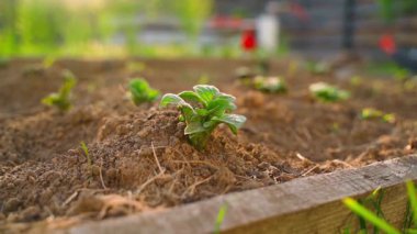 Bahçe yatağında topraktan filizlenen genç bir patatesin yakın çekimi. Yumuşak hareket. Yüksek kaliteli FullHD görüntüler