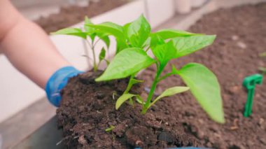 Eldivenler içinde Bulgar biber fidanlarını yakın plan çekiyorlar. Yüksek kaliteli FullHD görüntüler