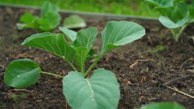 Yağmurdan sonra bahçede filizlenen genç bir lahananın yakın çekimi. Yüksek kaliteli FullHD görüntüler