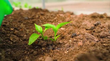 Genç çan biberi filizleri cömertçe sulanır, yavaş çekimde yakından çekilir. Yüksek kaliteli FullHD görüntüler