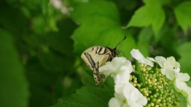 Büyük, güzel bir kelebek bir çiçeğe tırmanıyor, yakından. Yüksek kaliteli FullHD görüntüler