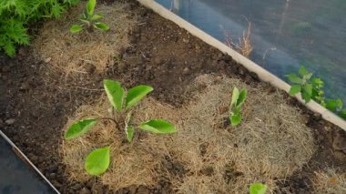 Serada bir yatak ve taze patlıcan filizleri. Toprak kuru otlarla kaplıdır. Üst Manzara. Yüksek kaliteli FullHD görüntüler