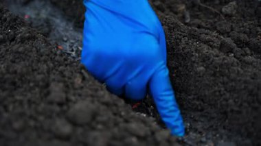 Lastik eldiven, salatalık tohumu, yakın plan. Yüksek kalite 4k görüntü