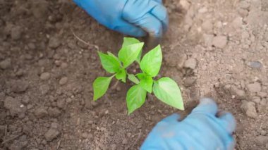 Eldivenlerde eller bahçenin toprağına dolma biber tohumu ekiyor, üst manzara. Yüksek kaliteli FullHD görüntüler