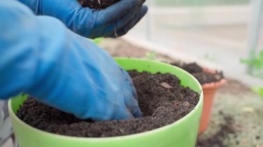 Tencereye biber tohumu ekiyorum, yakın plan. Yüksek kaliteli FullHD görüntüler