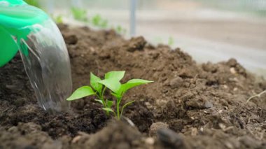 Genç çan biberi filizleri cömertçe sulanır, yavaş çekimde yakından çekilir. Yüksek kaliteli FullHD görüntüler