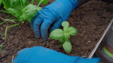Mavi lastik eldivenli kadın eller bir bahçe yatağına fesleğen ekiyor. Yüksek kaliteli FullHD görüntüler