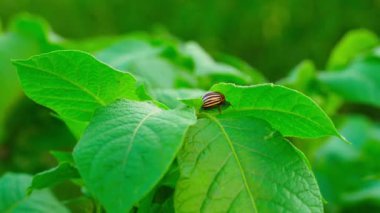 Colorado patates böceğiyle birlikte yeşil patates yetiştirme yaprakları. Yüksek kalite 4k görüntü