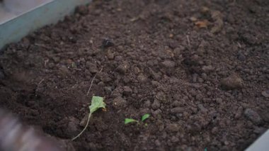 Yatağı düz kesiciyle sürmek, yakın plan. Yüksek kalite 4k görüntü