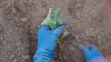 Mavi lastik eldivenli bir kadın sebze bahçesine lahana fideleri dikiyor. Yüksek kaliteli FullHD görüntüler