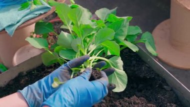 Eldivenli kadın eller serada lahana tohumu topluyor, yakın plan. Yüksek kaliteli FullHD görüntüler