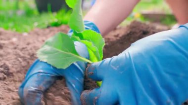 Mavi lastik eldivenli kadın eller güneşli bir günde bahçe yatağına lahana tohumu ekerler. Yüksek kalite 4k görüntü