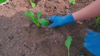 Mavi lastik eldivenli kadın eller lahana filizli sebze bahçesi yatağında çalışıyor. Yüksek kaliteli FullHD görüntüler