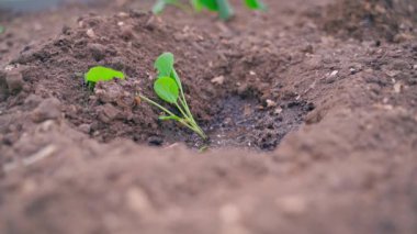 Genç lahana filizleri dikmeden önce gübreyle sulanır, yavaş çekimde. Yüksek kaliteli FullHD görüntüler