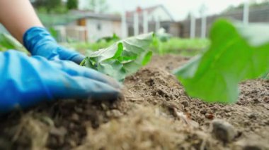 Mavi lastik eldivenli kadın eller güneşli bir günde bahçe yatağına lahana tohumu ekerler. Yüksek kalite 4k görüntü
