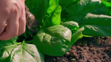 Bir ıspanak yaprağı bir meze ile kesilir, yakın plan bir yatakta. Yüksek kaliteli FullHD görüntüler